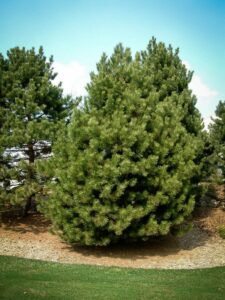 Сосна Чёрная (Pinus Nigra) купить по цене от 270.00р. в интернет-магазине «Посадика» с доставкой почтой в в Алатыре и по всей России – [изображение №1].