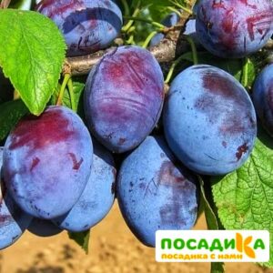 Слива Чачакская ранняя купить по цене от 229.00р. в интернет-магазине «Посадика» с доставкой почтой в в Алатыре и по всей России – [изображение №1].