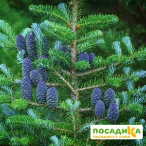 Пихта корейская (Abies koreana) купить по цене от 450.00р. в интернет-магазине «Посадика» с доставкой почтой в в Алатыре и по всей России – [изображение №1].