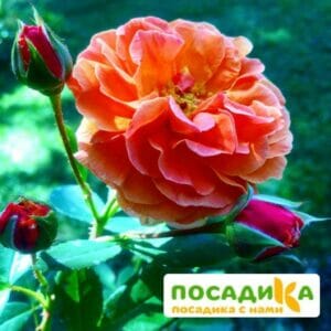 Роза Арабия купить по цене от 350.00р. в интернет-магазине «Посадика» с доставкой почтой в в Алатыре и по всей России – [изображение №1].