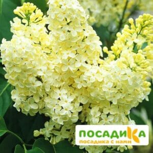 Сирень Примроуз (Primrose) купить по цене от 529.00р. в интернет-магазине «Посадика» с доставкой почтой в в Алатыре и по всей России – [изображение №1].