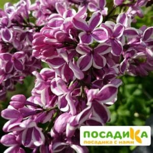 Сирень Сенсация купить по цене от 529.00р. в интернет-магазине «Посадика» с доставкой почтой в в Алатыре и по всей России – [изображение №1].