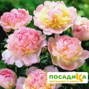 Пион Распберри Сандей (Paeonia Raspberry Sundae) купить по цене от 959р. в интернет-магазине «Посадика» с доставкой почтой в в Алатыре и по всей России – [изображение №1].