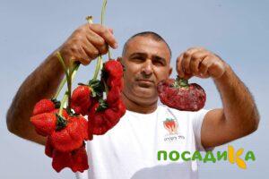 Клубника Гигант Джорнея купить по цене от 266р. в интернет-магазине «Посадика» с доставкой почтой в в Алатыре и по всей России – [изображение №1].