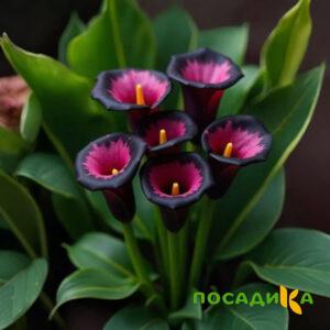 Калла Аура Лейс купить по цене от 400р. в интернет-магазине «Посадика» с доставкой почтой в в Алатыре и по всей России – [изображение №1].