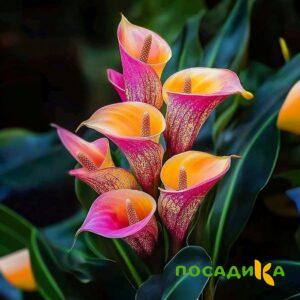 Калла Оникс купить по цене от 450р. в интернет-магазине «Посадика» с доставкой почтой в в Алатыре и по всей России – [изображение №1].