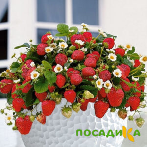 Клубника Рубиновый Шепот (горшечная) купить по цене от 240р. в интернет-магазине «Посадика» с доставкой почтой в в Алатыре и по всей России – [изображение №1].