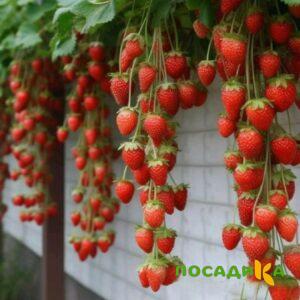 Клубника вьющаяся Комплимент купить по цене от 470р. в интернет-магазине «Посадика» с доставкой почтой в в Алатыре и по всей России – [изображение №1].