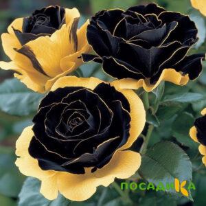 Роза Ханни Сикл купить по цене от 700р. в интернет-магазине «Посадика» с доставкой почтой в в Алатыре и по всей России – [изображение №1].