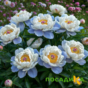 Пион акварельный Этюд купить по цене от 806р. в интернет-магазине «Посадика» с доставкой почтой в в Алатыре и по всей России – [изображение №1].
