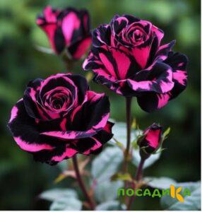 Роза Багровый Шепот купить по цене от 366р. в интернет-магазине «Посадика» с доставкой почтой в в Алатыре и по всей России – [изображение №1].