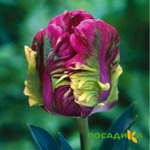 Тюльпан Экзотик Хэвен купить по цене от 186р. в интернет-магазине «Посадика» с доставкой почтой в в Алатыре и по всей России – [изображение №1].