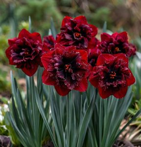 Нарцисс Сапфировый Бриз купить по цене от 3000р. в интернет-магазине «Посадика» с доставкой почтой в в Алатыре и по всей России – [изображение №1].