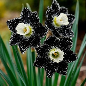 Нарцисс Кассата купить по цене от 372р. в интернет-магазине «Посадика» с доставкой почтой в в Алатыре и по всей России – [изображение №1].