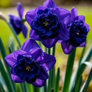 Нарцисс Арт Нуво купить по цене от 378р. в интернет-магазине «Посадика» с доставкой почтой в в Алатыре и по всей России – [изображение №1].