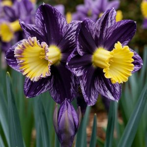 Нарцисс Акропоис купить по цене от 382р. в интернет-магазине «Посадика» с доставкой почтой в в Алатыре и по всей России – [изображение №1].