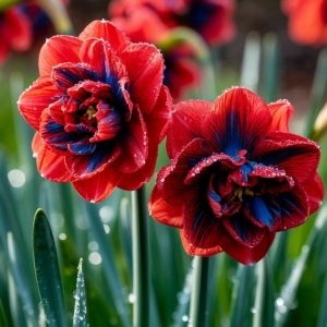 Нарцисс Эрличе купить по цене от 386р. в интернет-магазине «Посадика» с доставкой почтой в в Алатыре и по всей России – [изображение №1].